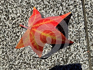 Red maple leaf on flor