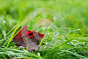 Red maple leaf in fresh green grass with water drops after rain with sun lights. Selective focus. Nature background