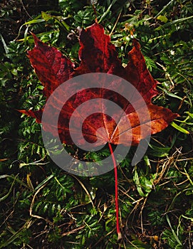 Red maple leaf on the green grass