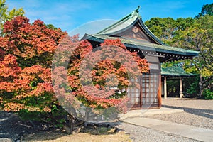 Red maple leaf of Hokoku shrine Hokoku-jinja in Osaka castle park.