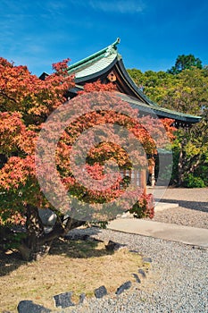 Red maple leaf of Hokoku shrine Hokoku-jinja in Osaka castle park.