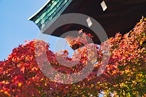 Red maple leaf of Hokoku shrine Hokoku-jinja in Osaka castle park.