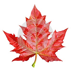 Red maple leaf isolated