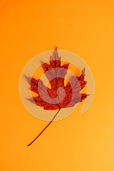 Red maple leaf isolated on orange, vertical