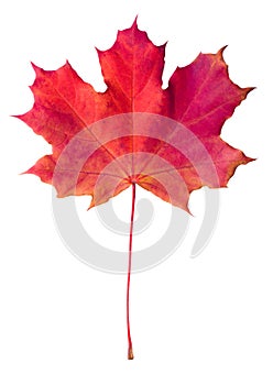 Red maple leaf isolated