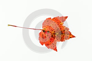 Red Maple Leaf Isolated on White