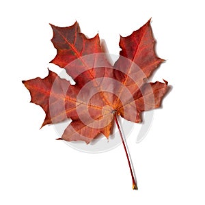 Red maple leaf isolated on white background