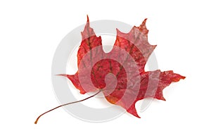 Red Maple Leaf