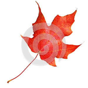 Red maple leaf isolated on white background. Fall