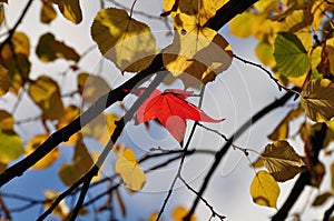 Red maple leaf among yellow leaves photo