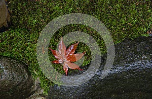 Red maple leaf on mosses floor