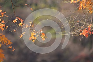 Red maple leaf Namisum Island autumn