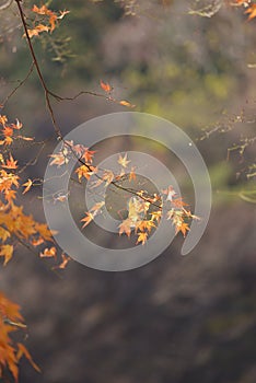 Red maple leaf Namisum Island autumn