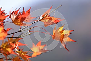 Red maple leaf Namisum Island autumn
