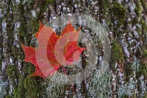 A red maple leaf near a tree trunk
