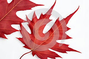 Red maple leaf. Red maple leaf isolated on white background.