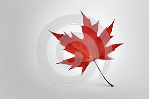 Red maple leaf. Red maple leaf isolated on white background.