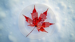 Red maple leaf on snow background
