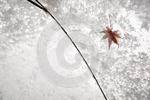 red maple leaf and snow on translucent umbrella