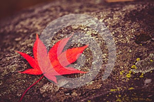Red maple leaf on stone background