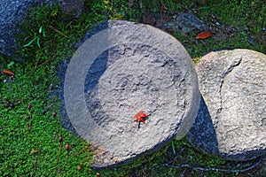 Red maple leaf on the stones