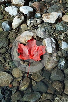 Red maple leaf on stones in water