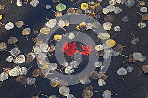 Red Maple Leaf surrounded in fall colours