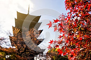 Red Maple leaf at Toji temple, Kyoto