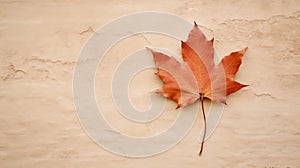 Red maple leaf on the wall background