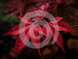 Red maple leaf with water drops close-up. Autumn background. Made with Generative AI