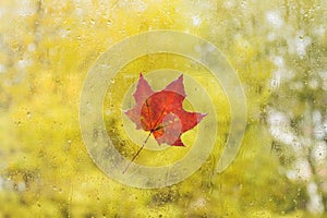 Red maple leaf on wet glass with raindrops. Symbol of autumn. Fall time. Blurred background with copy space