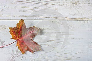 Red maple leaf on white paint wooden background