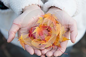 Red Maple Leafs Held by a Young Lady