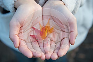 Red Maple Leafs Held by a Young Lady