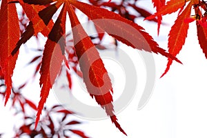 Red maple Leave