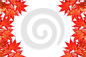 Red maple leave of Colorful autumn with space for text or symbol.