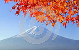 Red maple leave with mt fuji in autumn colors