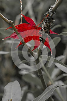 Red Maple leave sits in black and white branches