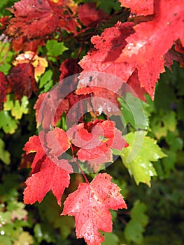 Red maple leaves