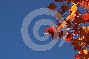 Red Maple Leaves