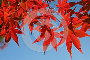 Red Maple leaves