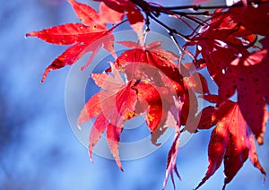 Red maple leaves