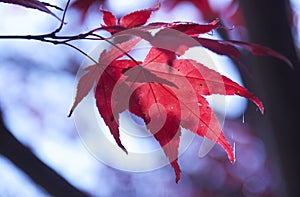 Red maple leaves