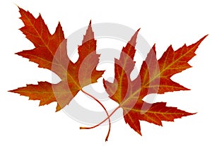 Red Maple Leaves