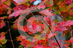 Red Maple Leaves