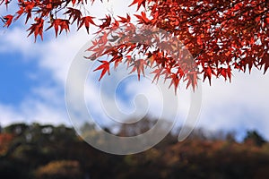 Red maple leaves in Arashiyama