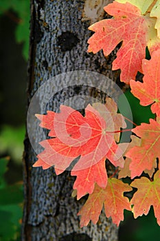 Red Maple Leaves Autumn