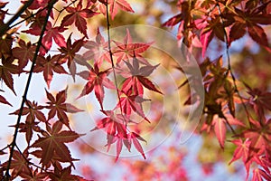 Red maple leaves in autumn