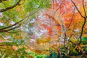 Red maple leaves in autumn