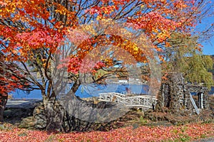 Red Maple leaves in autumn